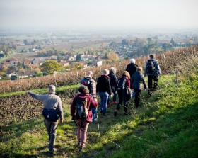 Balade commentée autour du Mt Brouilly